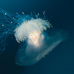 Online - Digital Underwater Photographer
